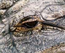 Alligator-B.jpg