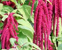 Amaranthus-B.jpg