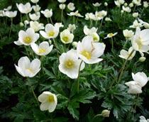 Anemone-B.jpg