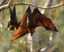 Animal-Bat-B.jpg