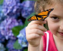Animal-Butterfly-B.jpg