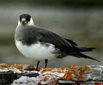 Arctic-Skua-B.jpg