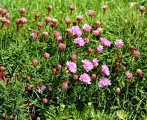Armeria-B.jpg