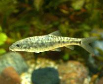 Barbel-B.jpg