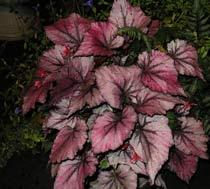 Begonia-Rex-B.jpg