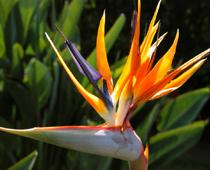 Birds-Paradise-B.jpg