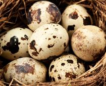 Birds-Quail-B.jpg