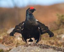 Black-Grouse-B.jpg