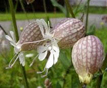 Bladder-Campion-B.jpg