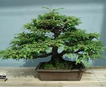 Bonsai-B.jpg
