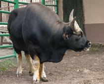 Bull-B.jpg