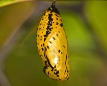 Butterflies-5-s.jpg