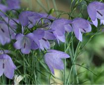 Campanula-rotundifolia-B.jpg