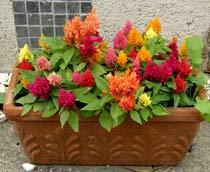 Celosia-B.jpg