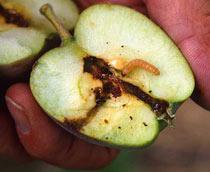 Codling-moth-B.jpg