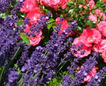 Color-Lavender-B.jpg
