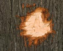 Colours-Wood-B.jpg