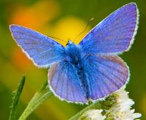 Common-Blue-B.jpg