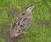 Common-Quail-B.jpg