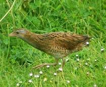 Corn-Crake-B.jpg