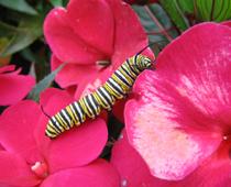 Creepy-Caterpillar-B.jpg