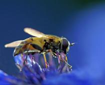 Creepy-Hoverfly-B.jpg