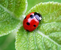 Creepy-Ladybug-B.jpg