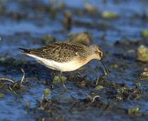 Curlew-Sandpiper-B.jpg