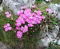 Dianthus-B.jpg