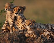 Dip-3-cheetah-B.jpg