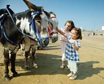 Dip-3-donkey-B.jpg
