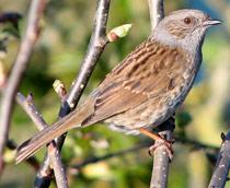 Dunnock-B.jpg