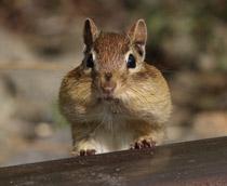 Eastern-chipmunk-B.jpg
