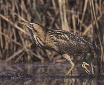 Eurasian-Bittern-B.jpg