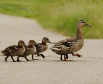 Feather-Duck-B.jpg