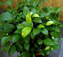 Ficus-benjamina-B.jpg