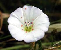 Field-Bindweed-B.jpg
