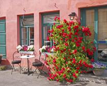 Flower-rose-B.jpg