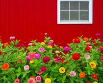 Flower-zinnia-B.jpg