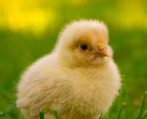 Friends-Hen-B.jpg