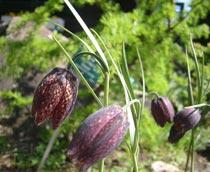 Fritillaria-B.jpg