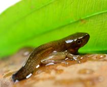 Frogs-5-s.jpg