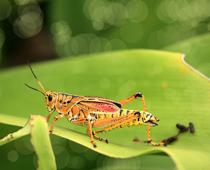 Gd-2-RL-Fairy-Q7-B.jpg