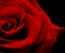 Gd-2-W-Opinion-Q8-B.jpg