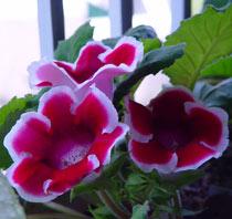 Gloxinia-B.jpg
