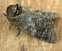 Goat-Moth-B.jpg