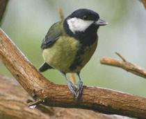 Great-Tit-B.jpg