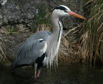 Grey-Heron-B.jpg