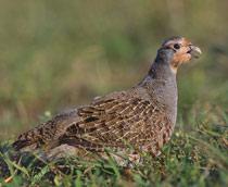 Grey-Partridge-B.jpg
