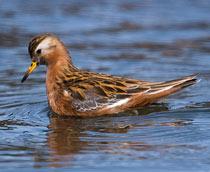 Grey-Phalarope-B.jpg